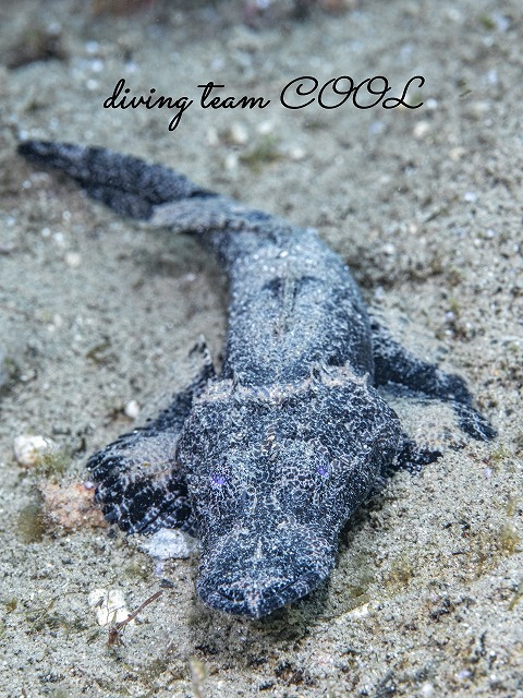 エンマゴチの幼魚