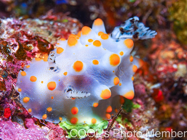 コンペイトウウミウシ