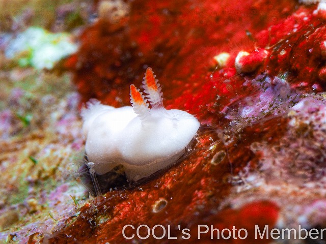 シロウサギウミウシ