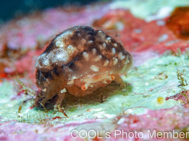 カイカムリの仲間