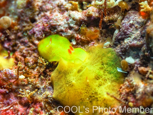 シラユキウミウシ属の一種3