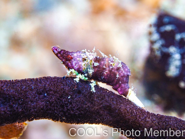 ラトレウテス・ビコルニス