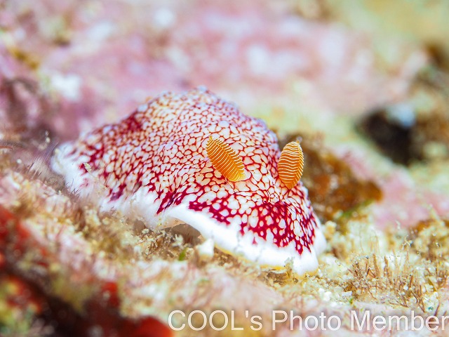 チリメンウミウシ