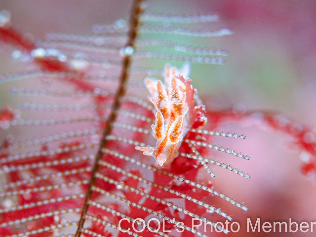 アカオビマツカサウミウシ