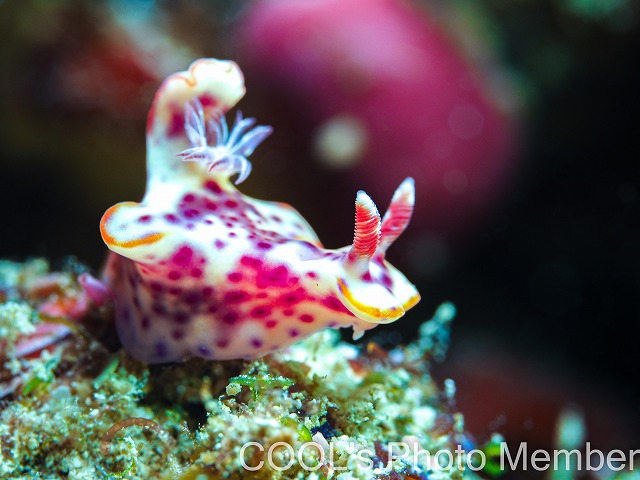 ミナミニシキウミウシ