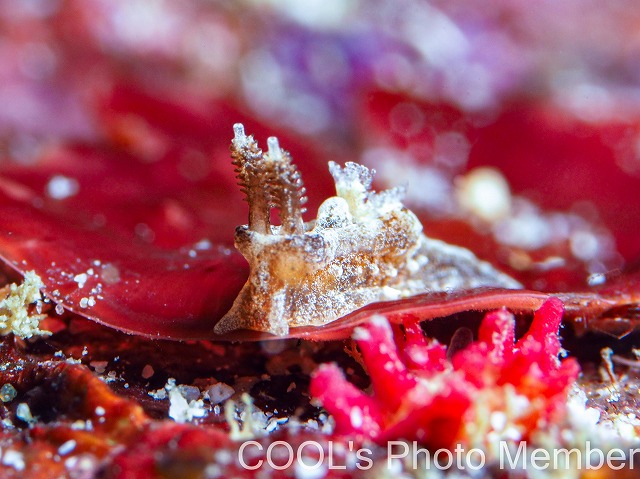 クロネコウミウシ