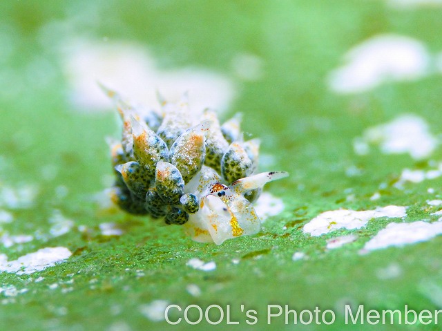 テングモウミウシ