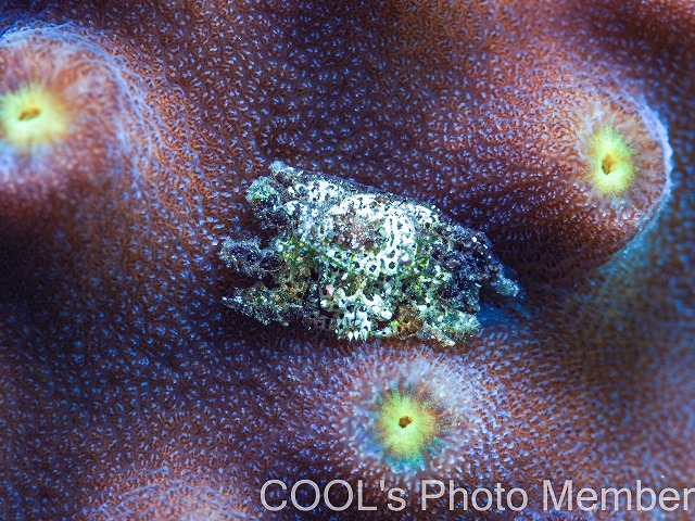 アシビロサンゴヤドリガニSP