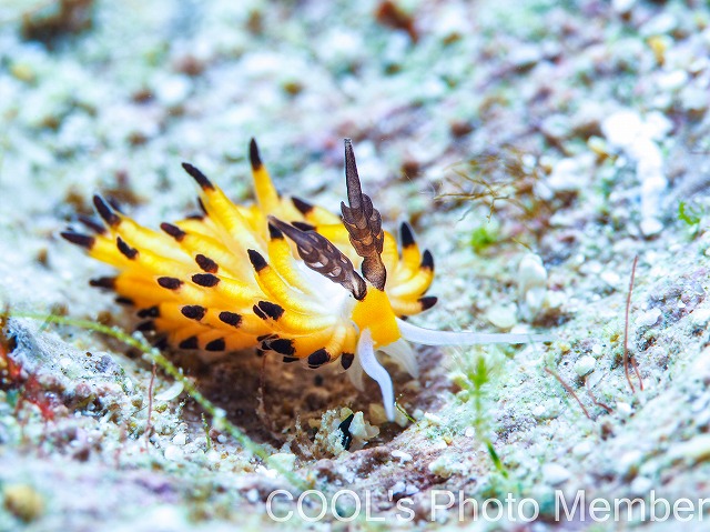 ツルガチゴミノウミウシ