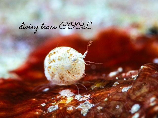 オキナワホテイヨコエビ