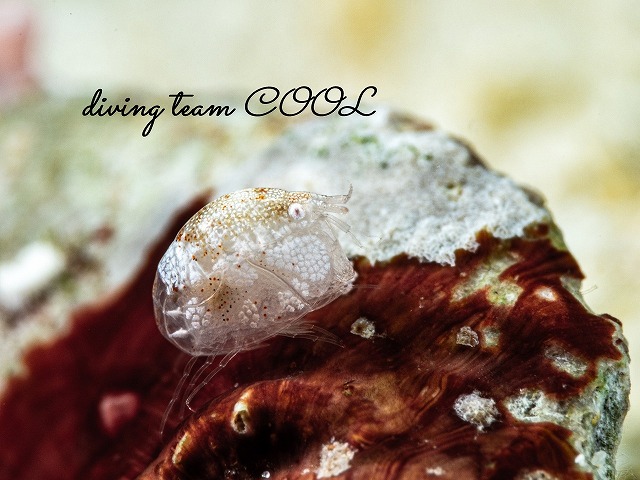 オキナワホテイヨコエビ