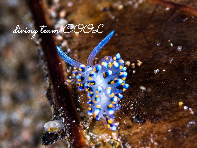 ハナビモウミウシ