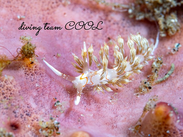 シンバミノウミウシ