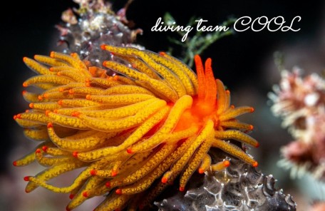 イボヤギミノウミウシ