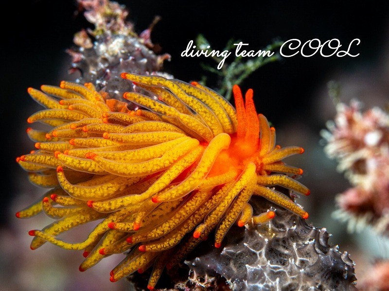 イボヤギミノウミウシ