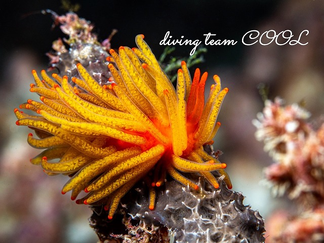 イボヤギミノウミウシ