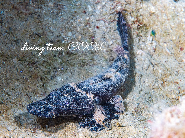 エンマゴチの幼魚