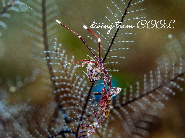 ワレカラの仲間