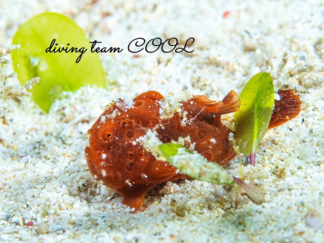 カエルアンコウの幼魚