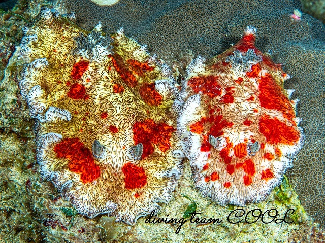 ユウゼンウミウシ