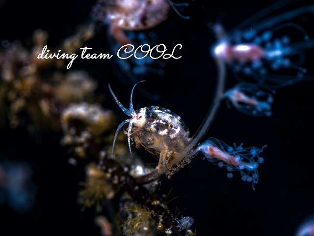 ヨコエビの仲間