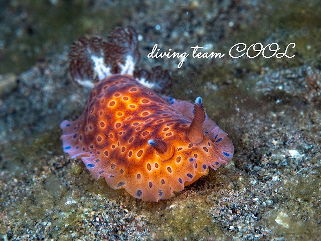 ヒメマダラウミウシ