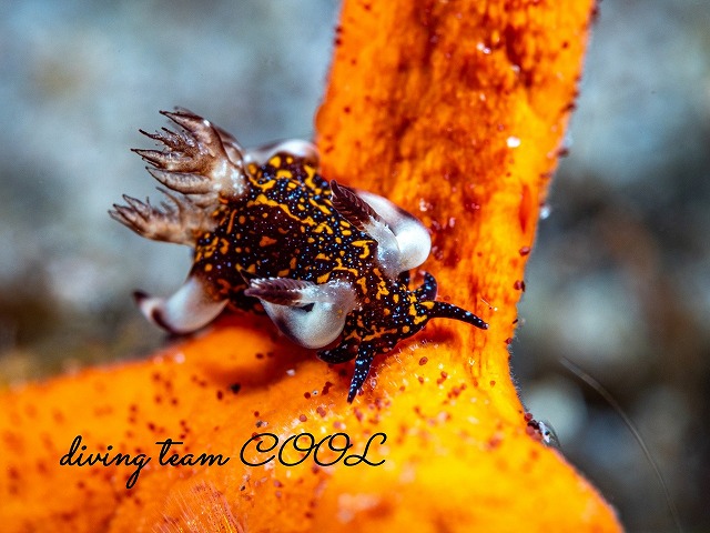 アカマダラツガルウミウシ