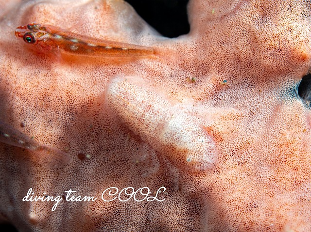 ヂェラストカリス・パロンアェ