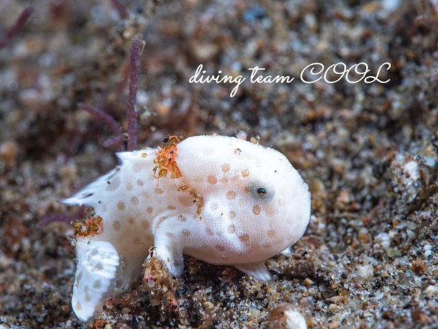 イロカエルアンコウ幼魚