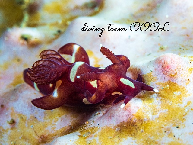 ツガルウミウシ属の一種15