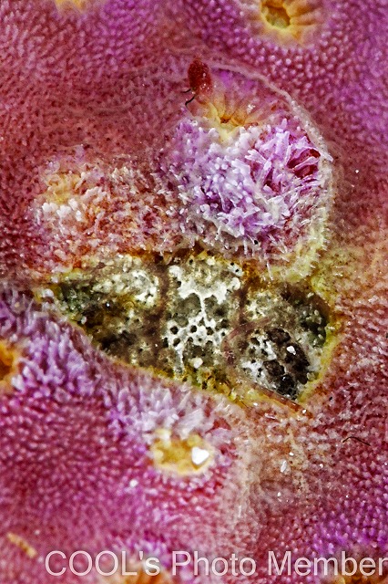 アシビロサンゴヤドリガニSP