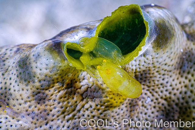 ペリクリメナエウス・ストォルチイ