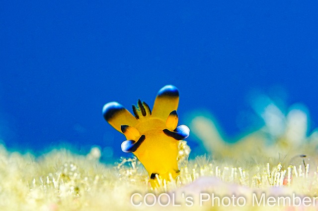 ウデフリツノザヤウミウシ