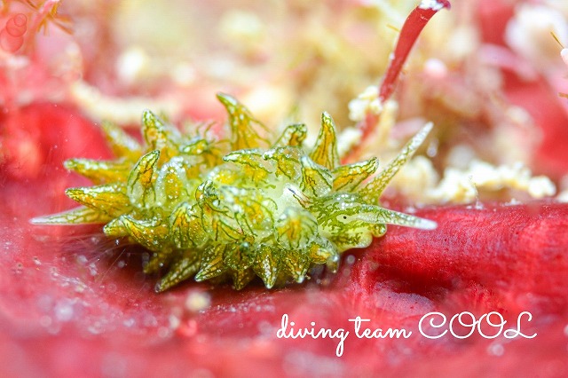 ウスミドリモウミウシ