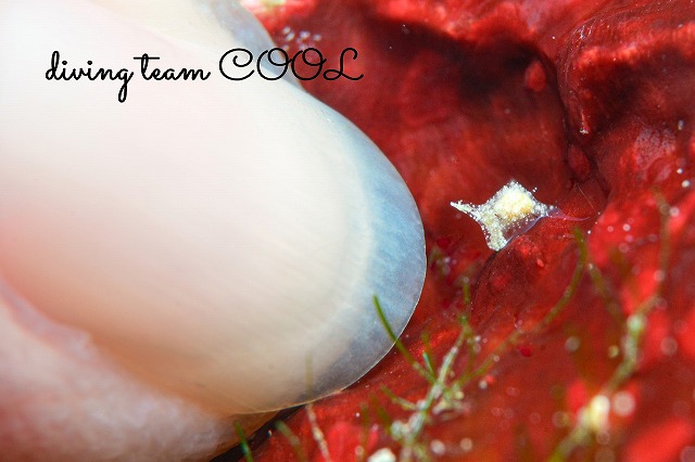 マメツブウミコチョウ