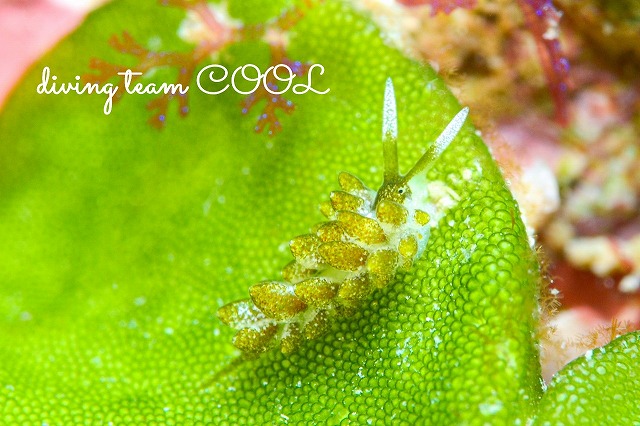 バロニアモウミウシ