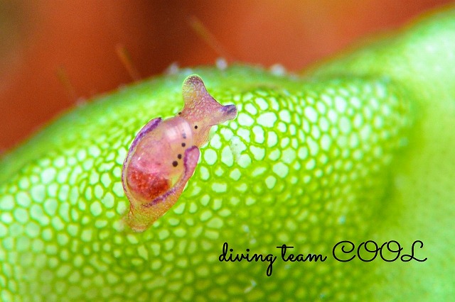 アメフラシの仲間