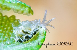 タマナウミウシ属の一種４