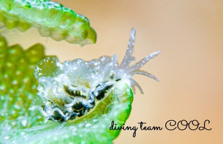 タマナウミウシ属の一種４