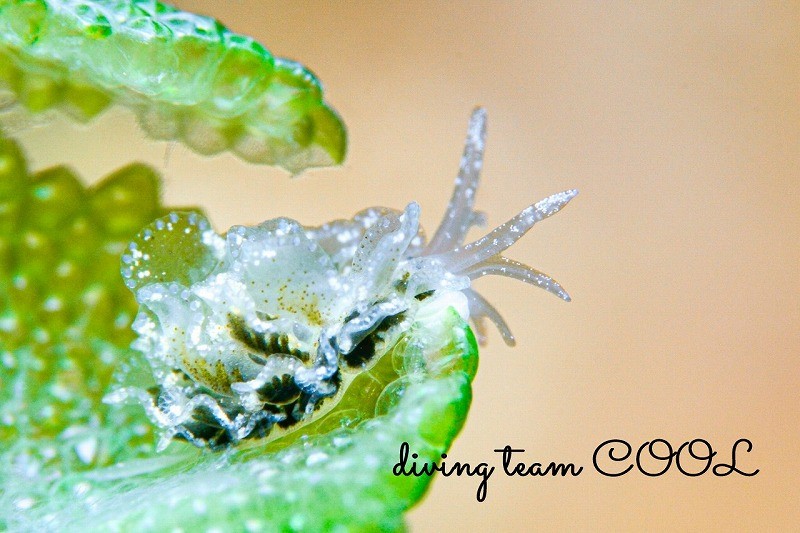 タマナウミウシ属の一種４