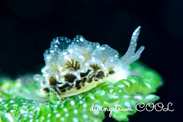 タマナウミウシ属の一種４