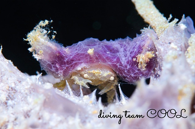 カイカムリの仲間