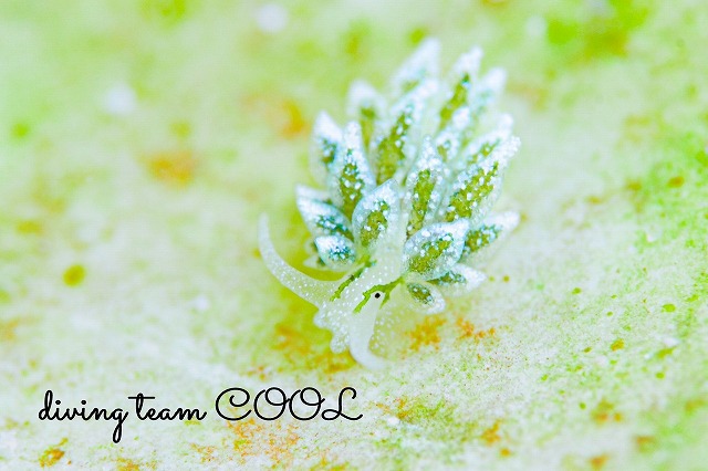 アリモウミウシ属の一種７