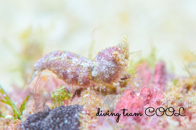 サシミシュリンプ