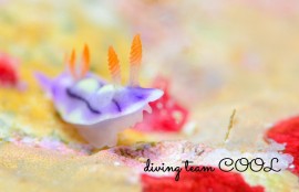 ソヨカゼイロウミウシ