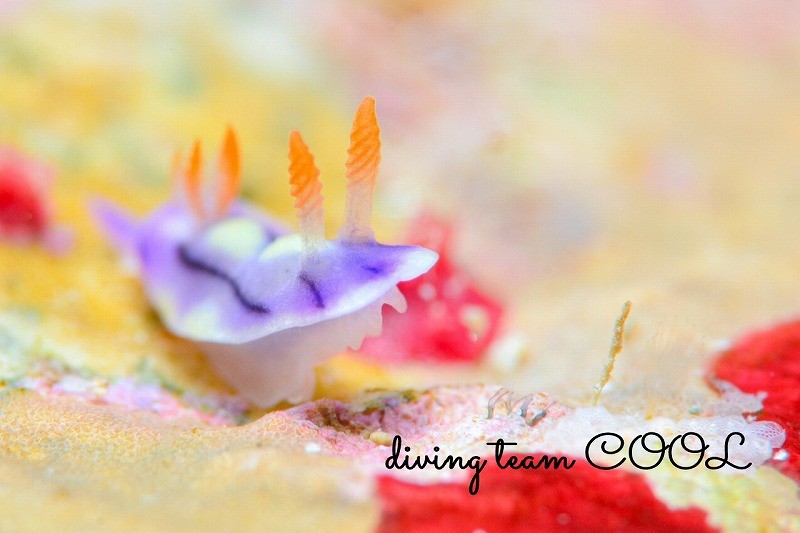 ソヨカゼイロウミウシ