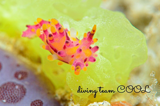 センヒメウミウシ