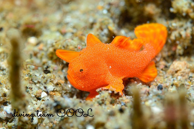 カエルアンコウ幼魚