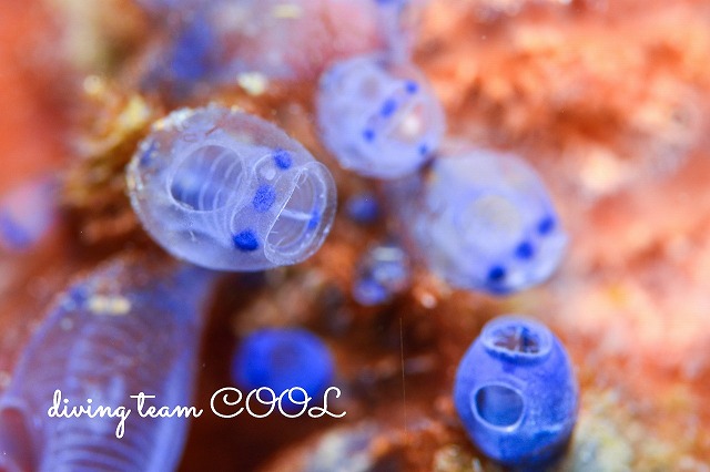 青いパンダガイコツホヤ