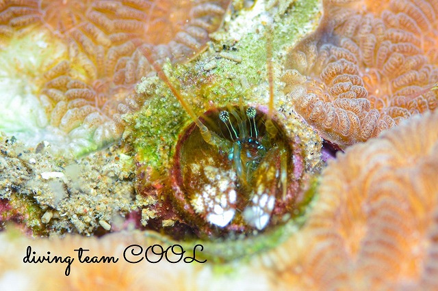 カンザシヤドカリ属の一種